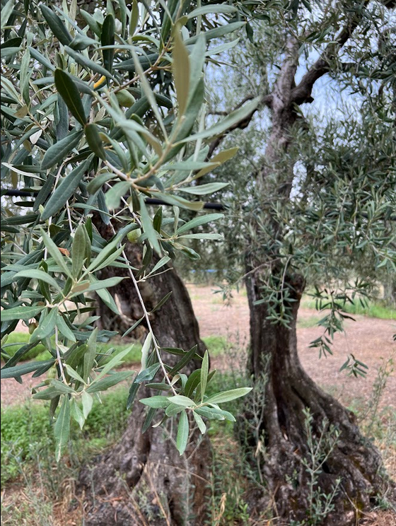 foto ulivo azienda agricola anna luisi olio alù